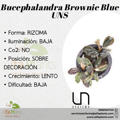 Bucephalandra Arrogant Blue