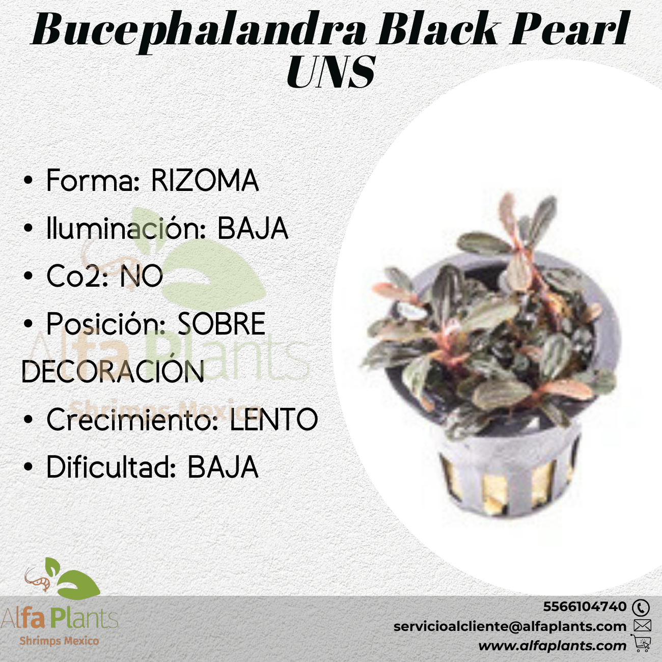 Bucephalandra Black Pearl