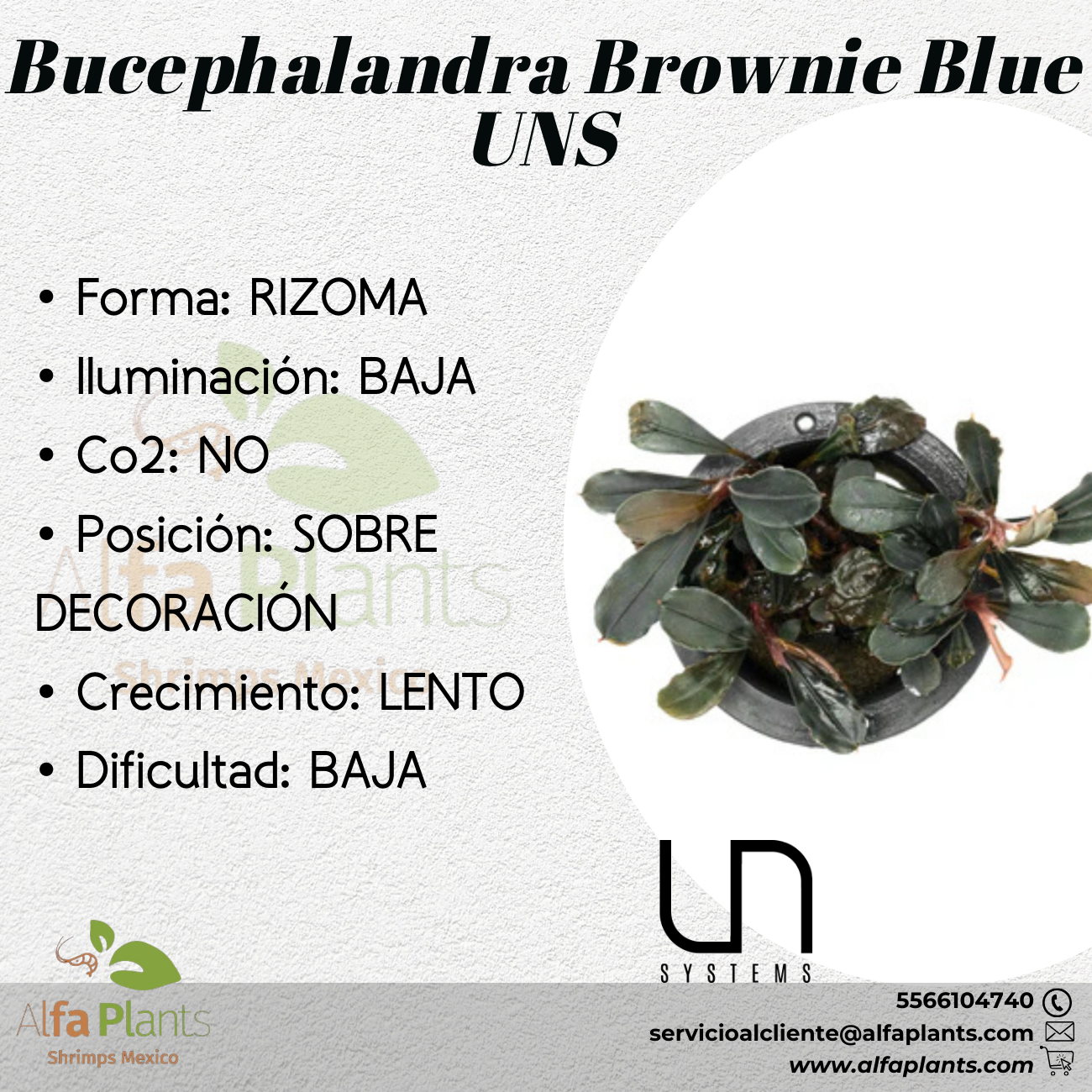 Bucephalandra Brownie Blue