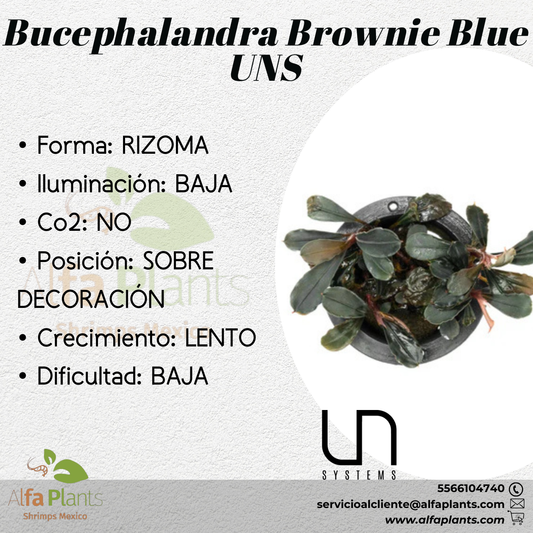 Bucephalandra Brownie Blue