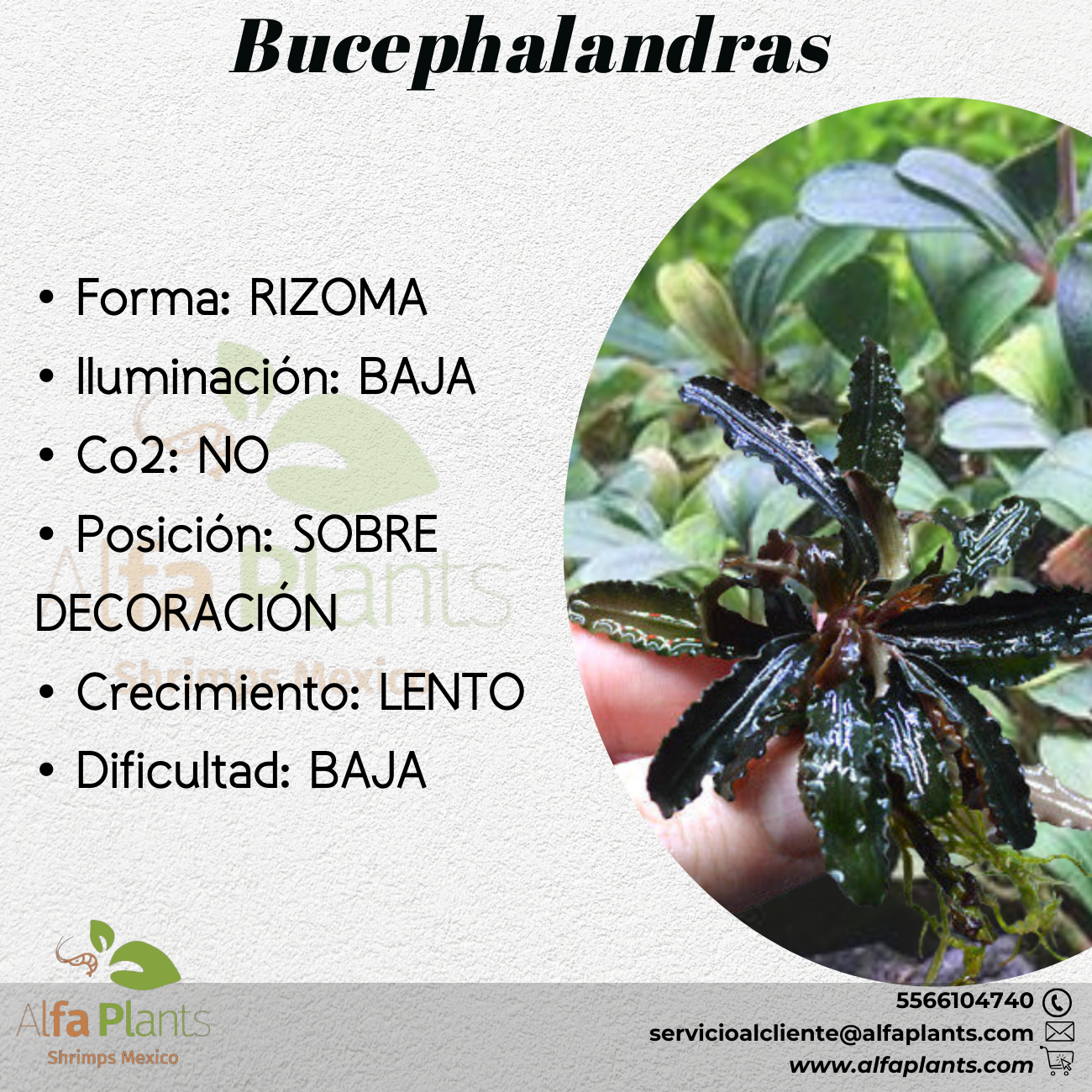 Bucephalandra distintas variedades