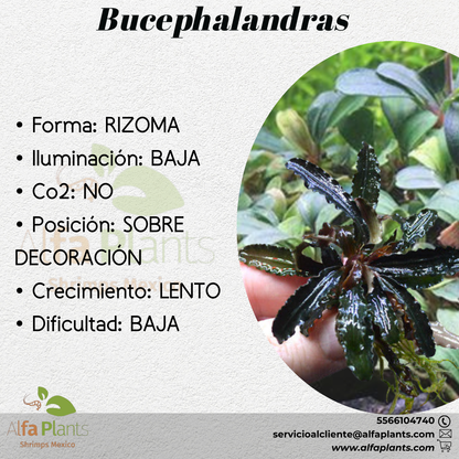 Bucephalandra distintas variedades