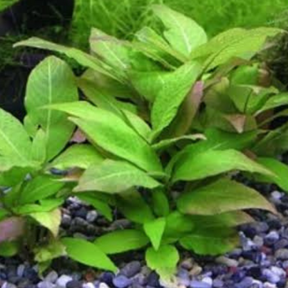 Hygrophila Corymbosa sp. Compact