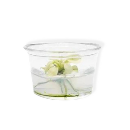 Anubia Nana Pinto In-vitro Small Cup