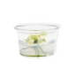 Anubias Nana Pinto In-vitro Small Cup