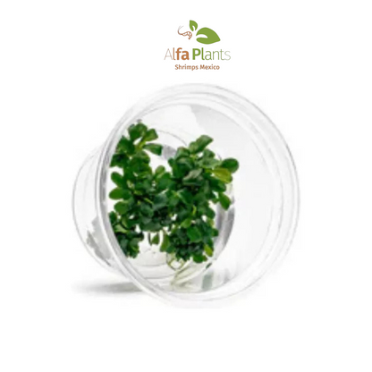 Bucephalandra Green Wavy