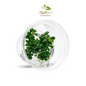 Bucephalandra Green Wavy