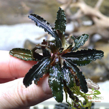 Bucephalandra distintas variedades