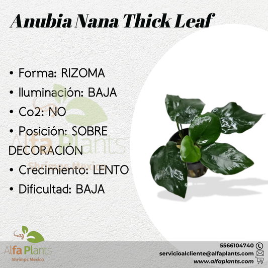 Anubia Nana Thick Leaf