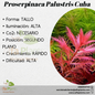 Proserpinaca Palustris Cuba