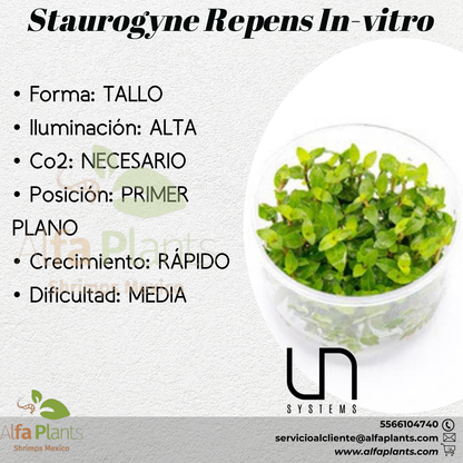 Staurogyne Repens In-vitro