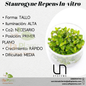 Staurogyne Repens In-vitro