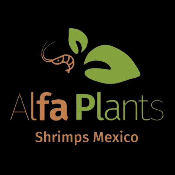 Alfa Plants Shrimps México 