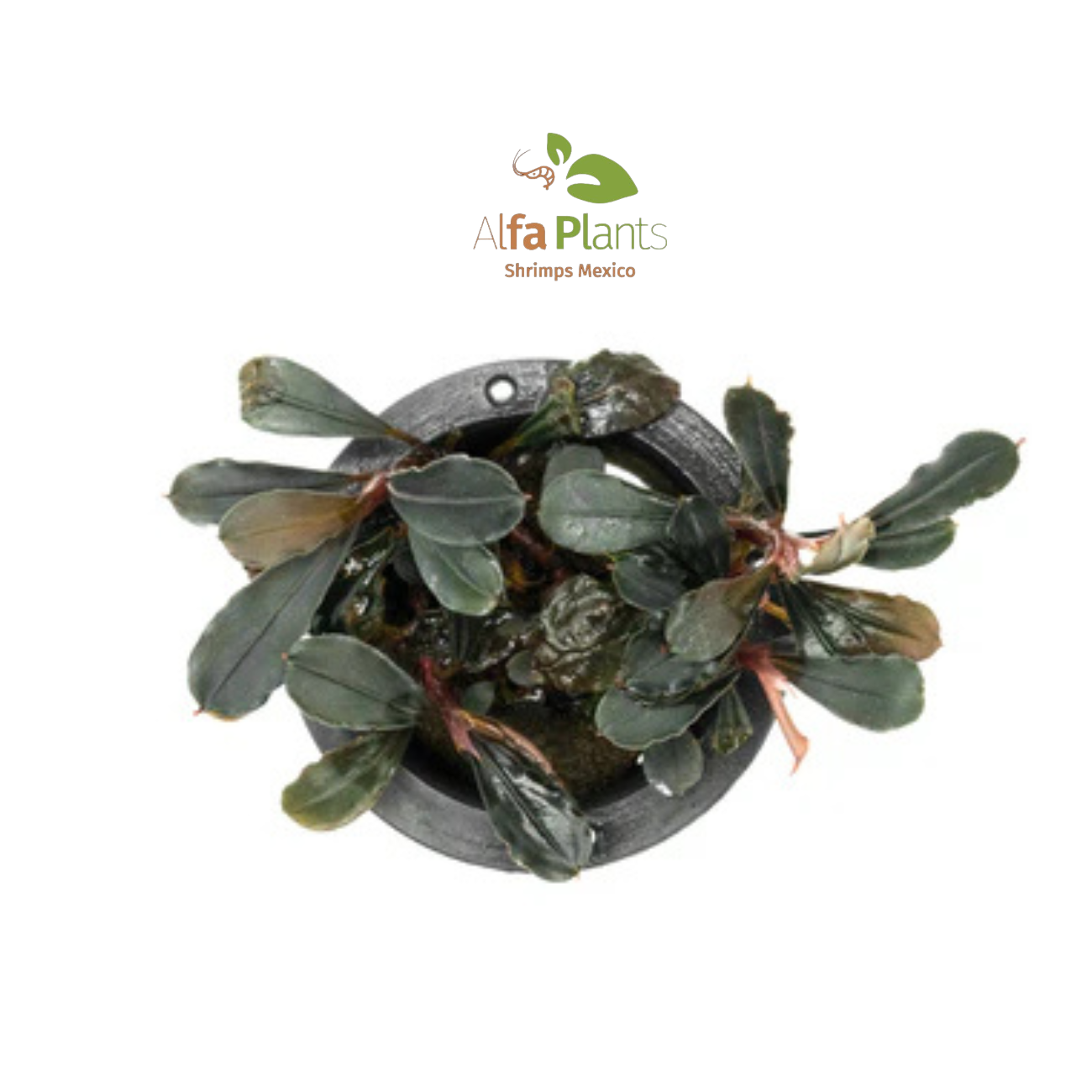 Bucephalandra Brownie Blue