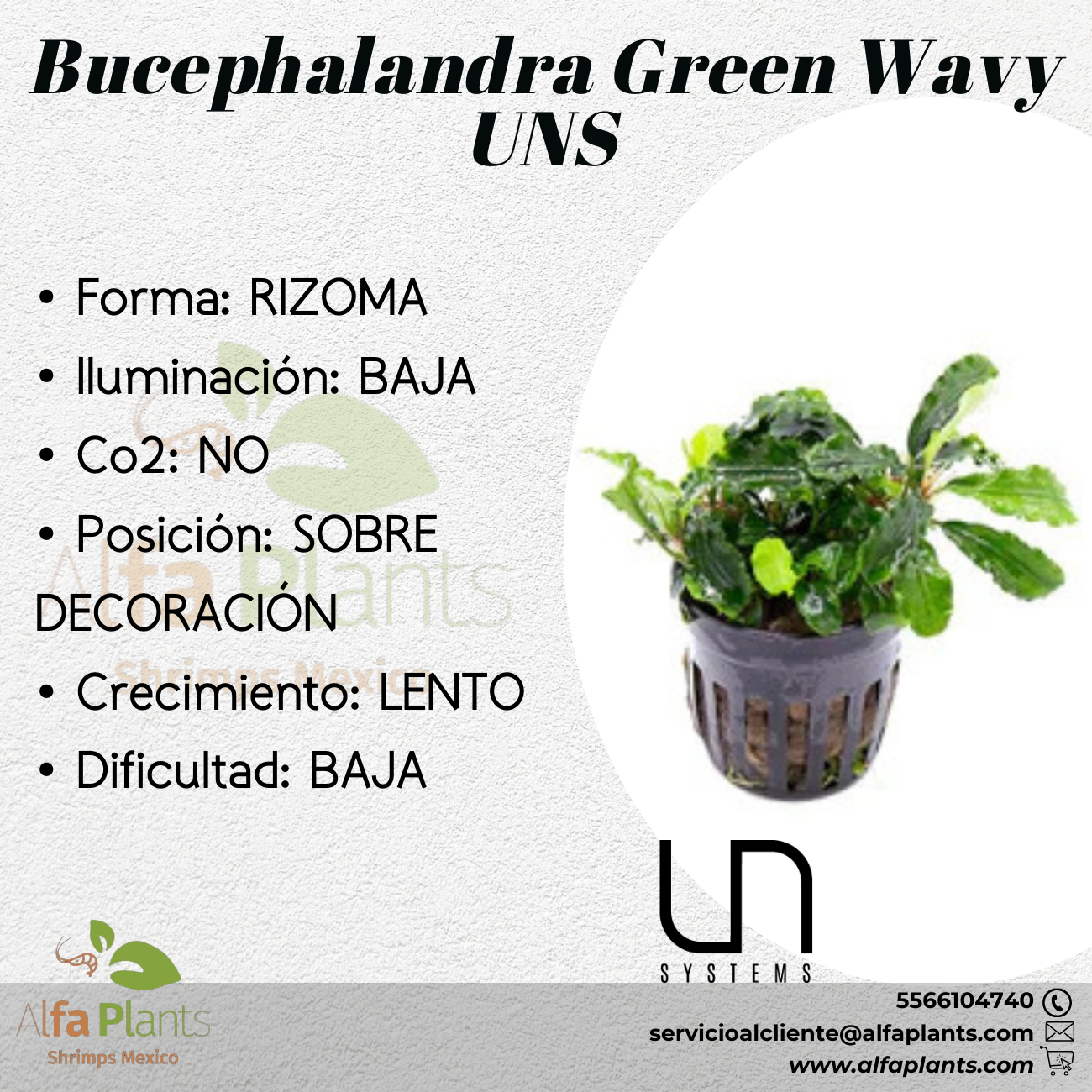 Bucephalandra Green Wavy