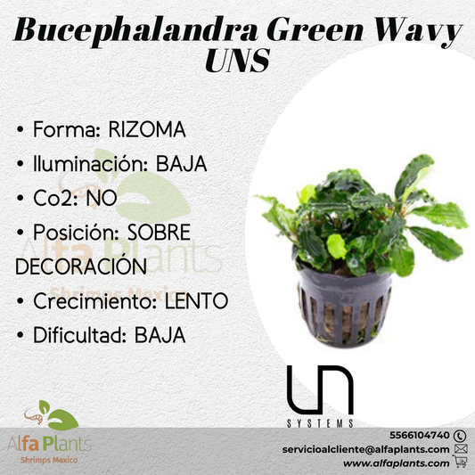 Bucephalandra Green Wavy