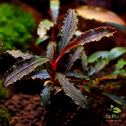 Bucephalandra distintas variedades