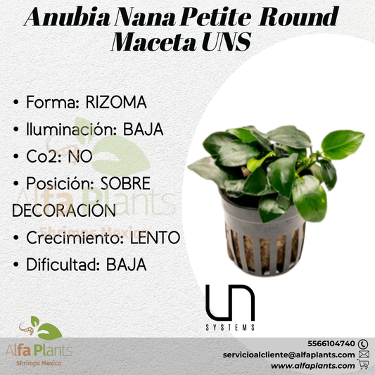 Anubia Nana Petite Round