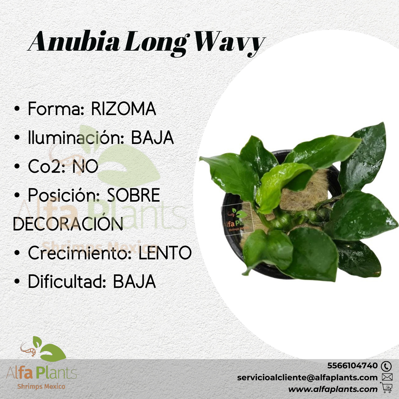 Anubia Long Wavy