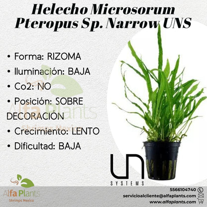 Helecho Microsorum Pteropus Narrow