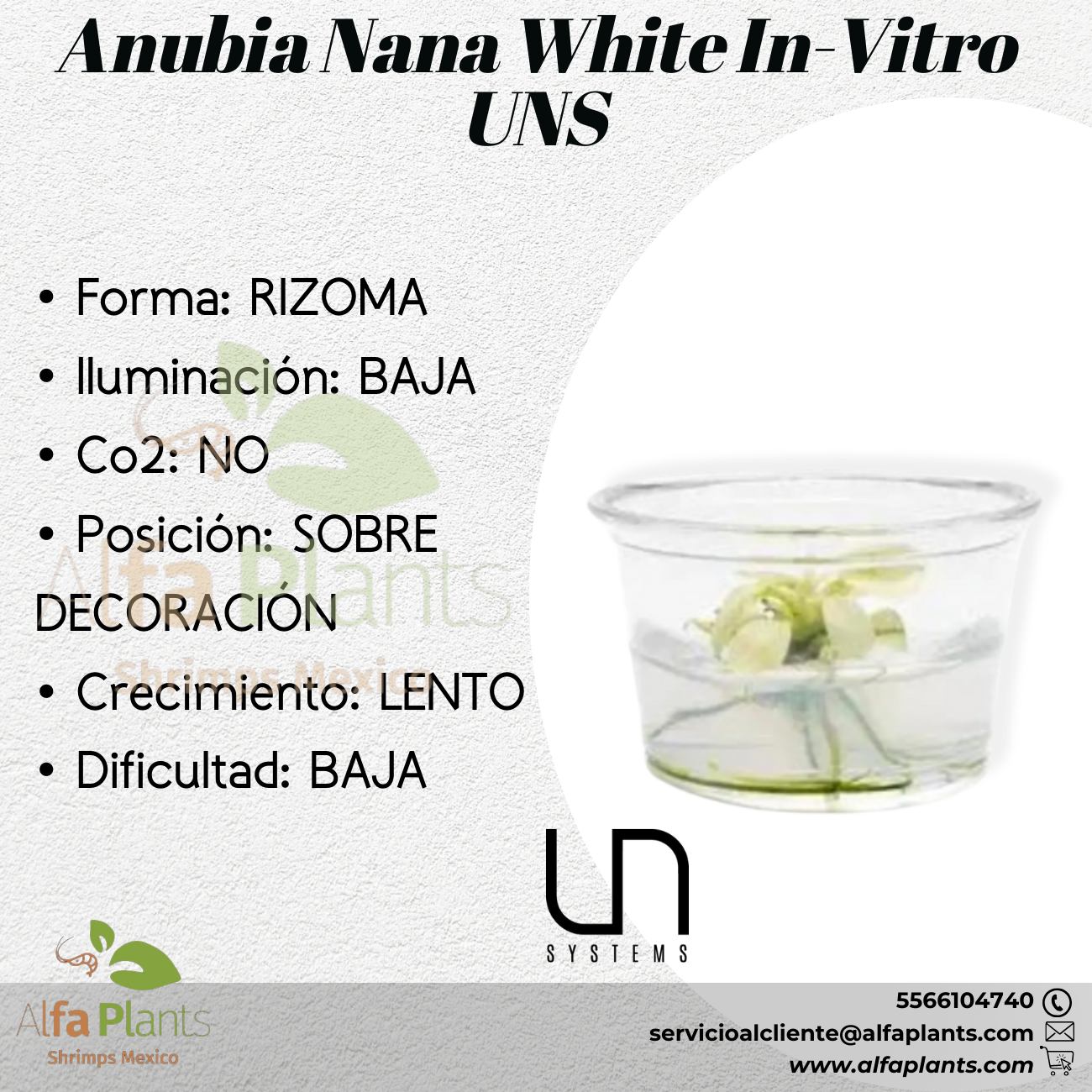 Anubia Nana White In-vitro