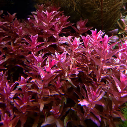 Rotala Macandra sp. Mini Pink