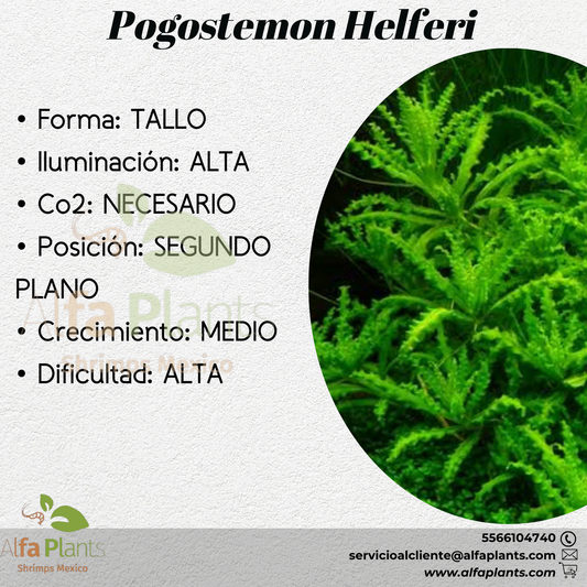 Pogostemon Helferi