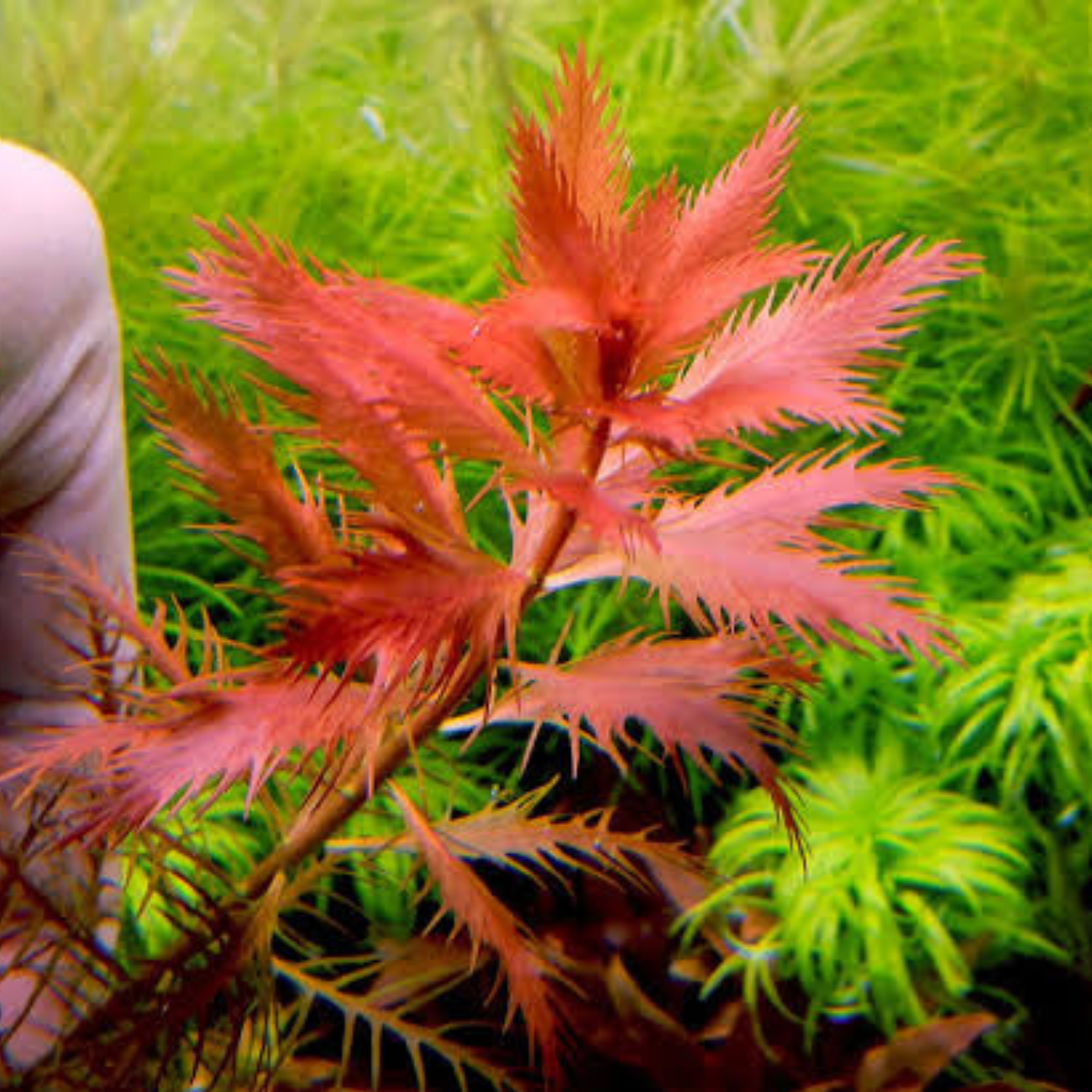 Proserpinaca Palustris Cuba