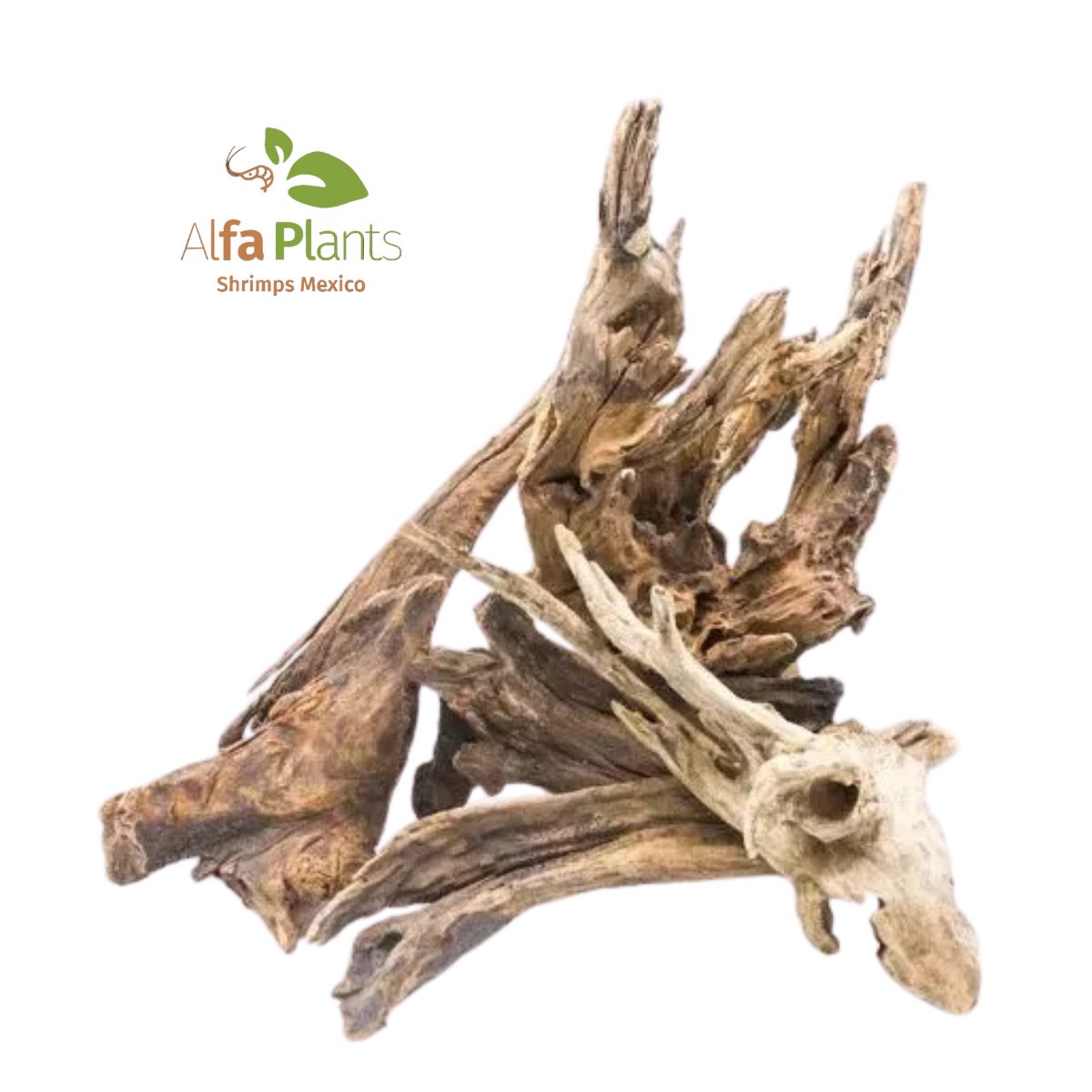 Pacific Driftwood
