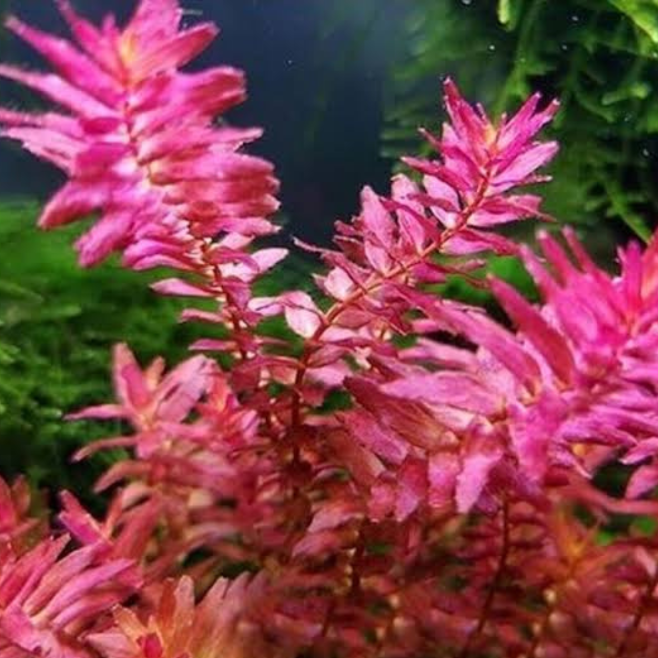 Rotala Macandra sp. Mini Pink