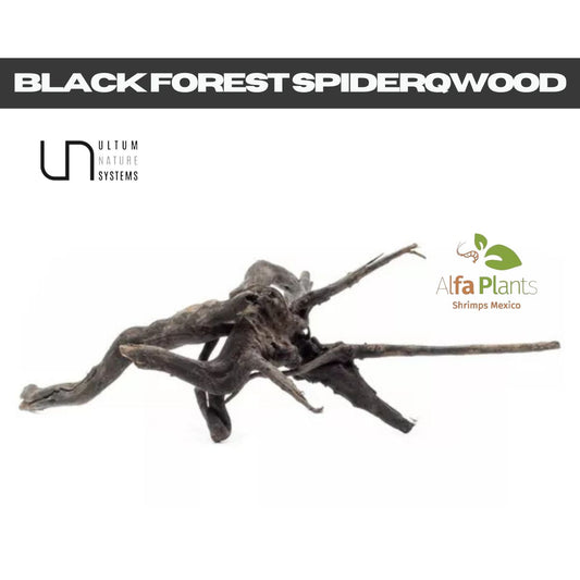 Black Forest Spiderwood