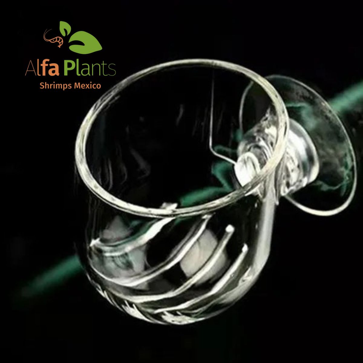 Glass Cup