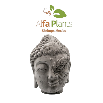 Buda Dualidad de piedra