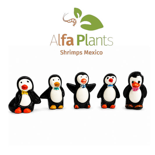 Azoo Pingüino