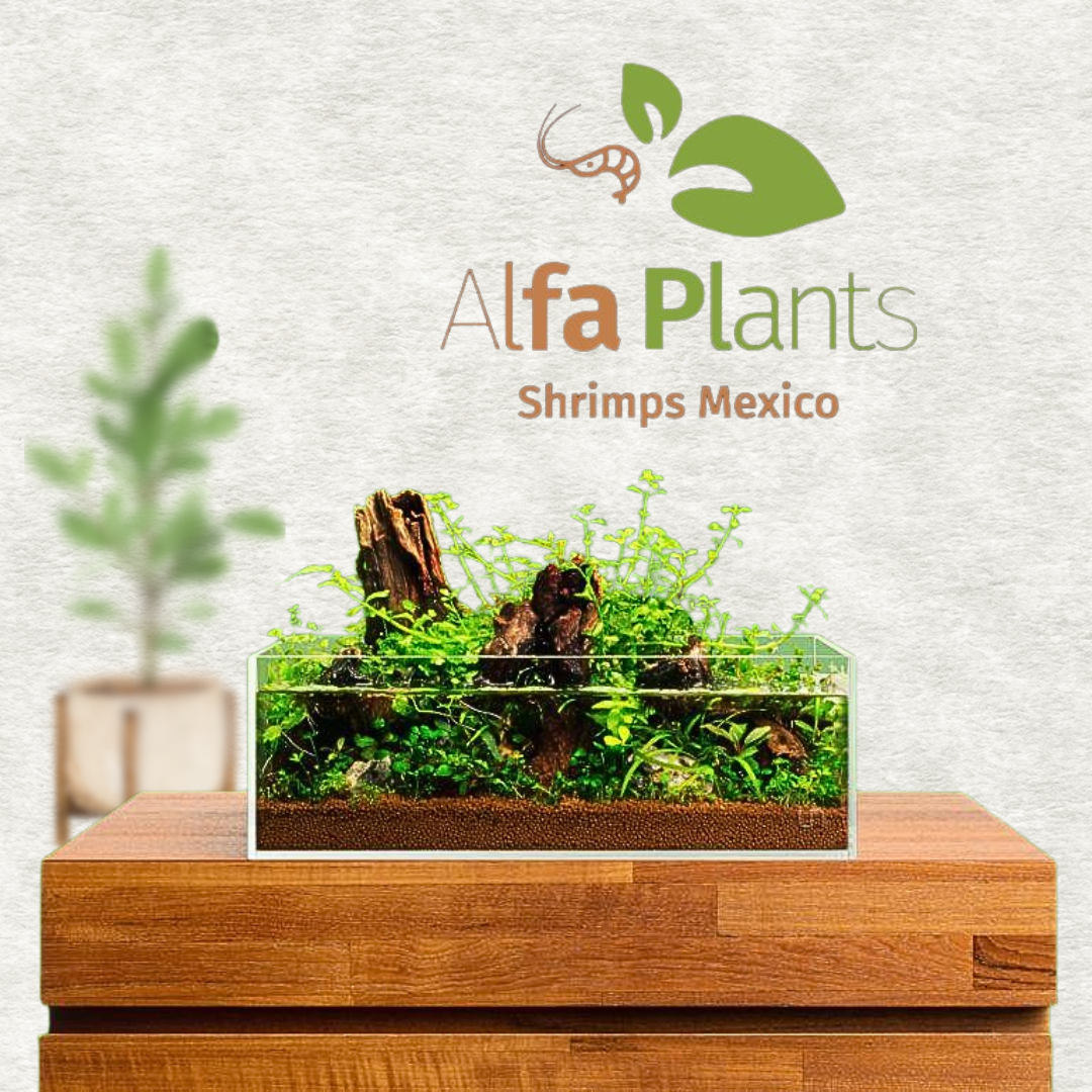 Pecera Ultra Clear Shallow UNS