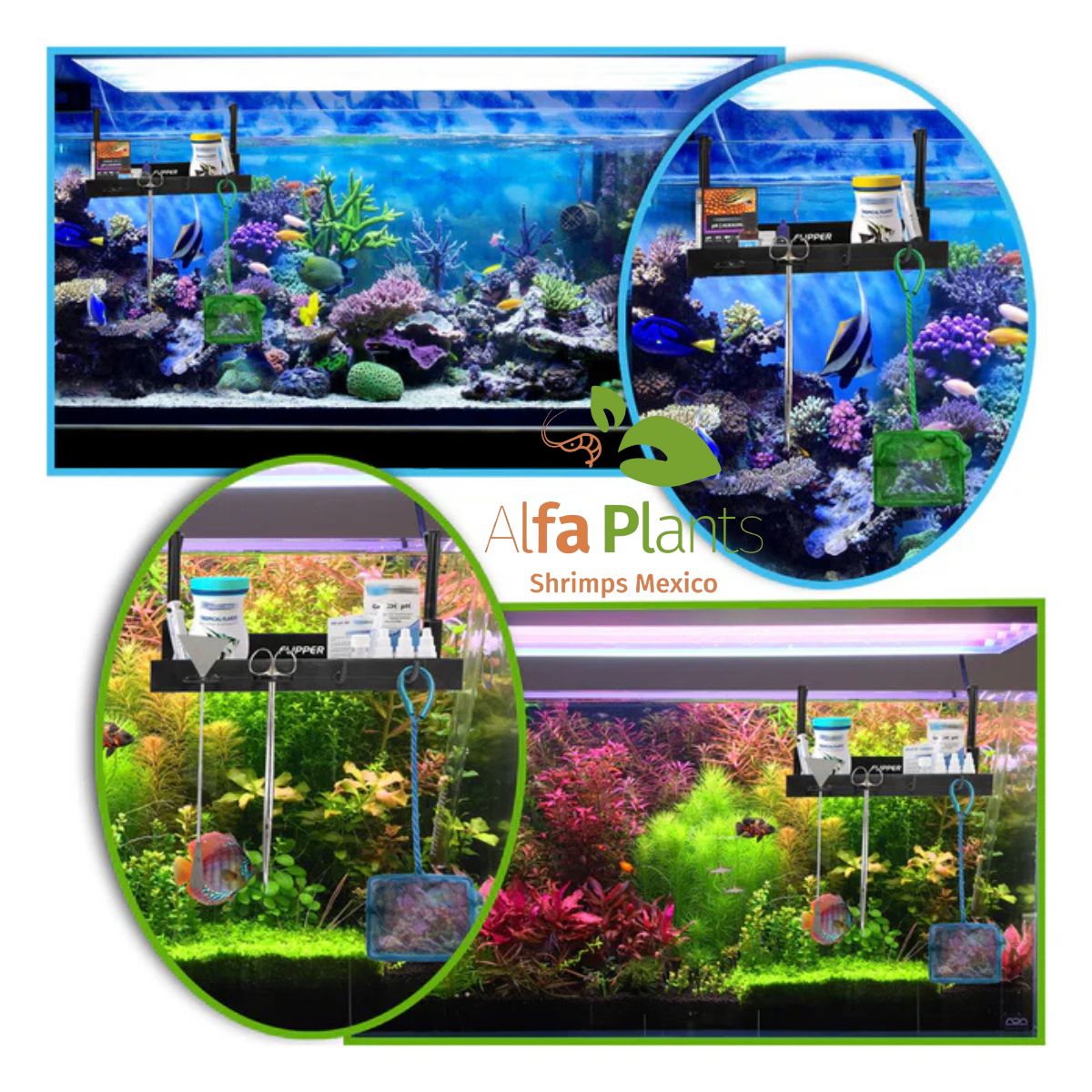 Flipper Tank Buddy