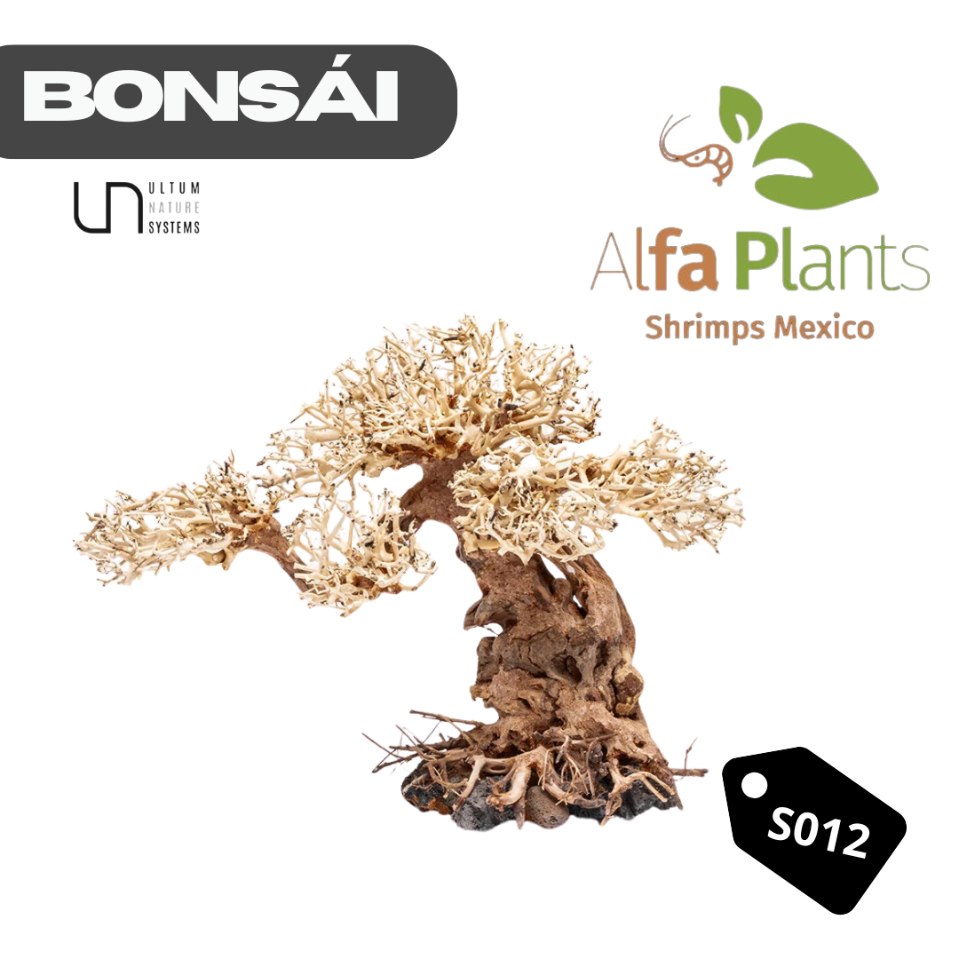 Bonsái S012