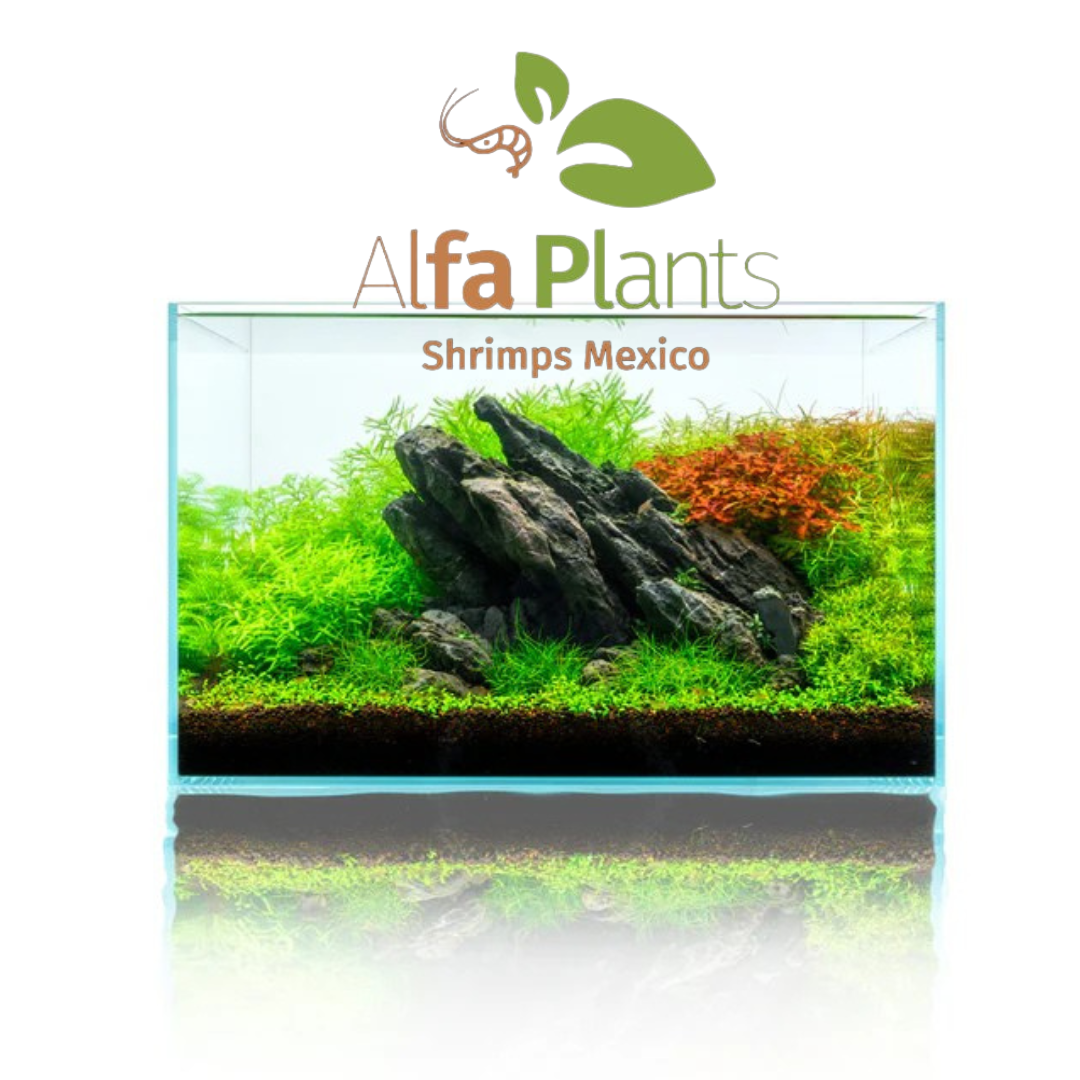 Strata Seiryu Stone Type 1