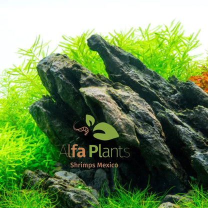 Strata Seiryu Stone Type 1