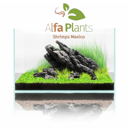 Strata Seiryu Stone Type 1