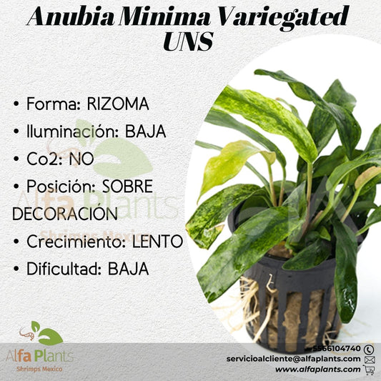 Anubia MInima Variegated