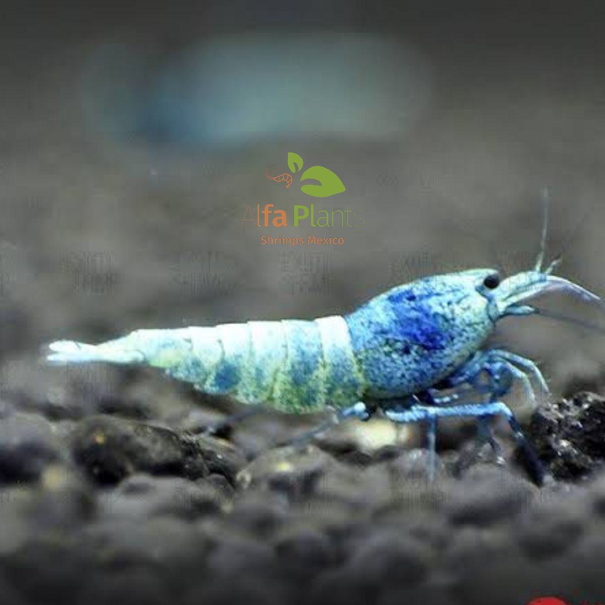 Caridina Blue Bolt