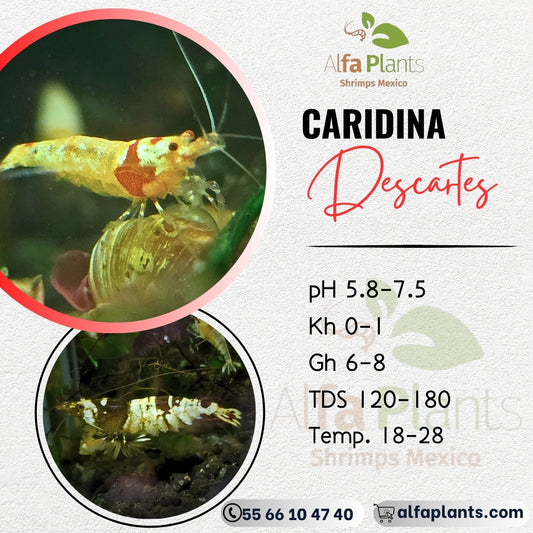 Caridinas Descartes