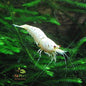 Caridina Snow White