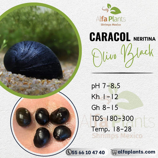 Caracol Neritina Olivo Black