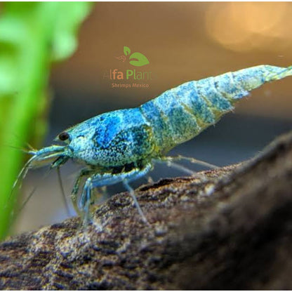 Caridina Blue Bolt