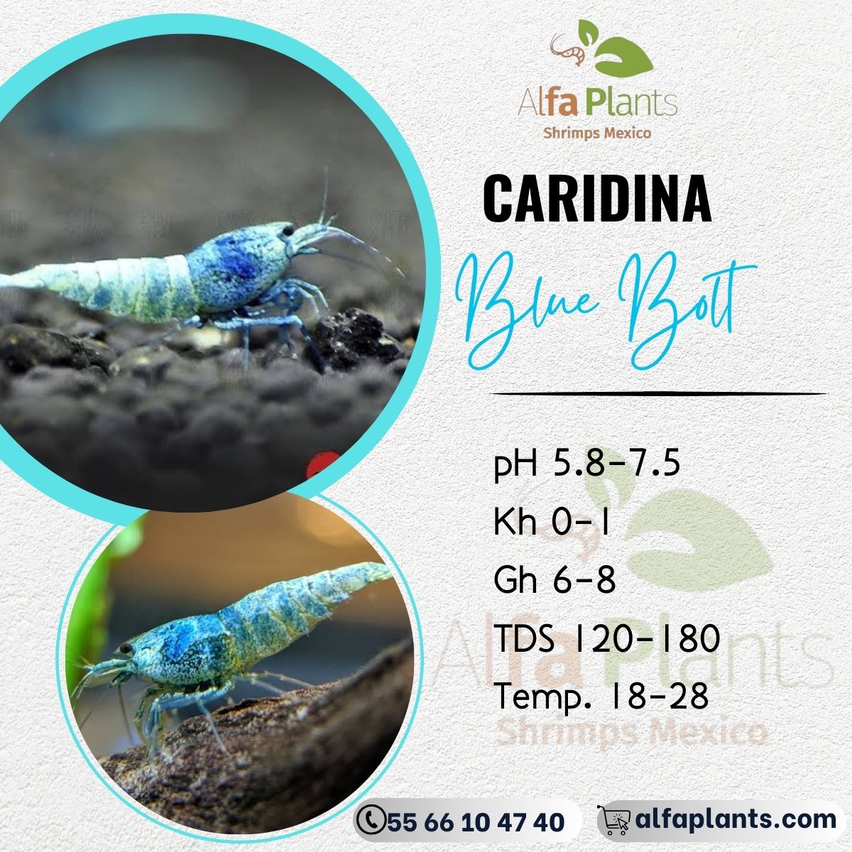 Caridina Blue Bolt