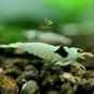 Caridina Crystal Black SSS
