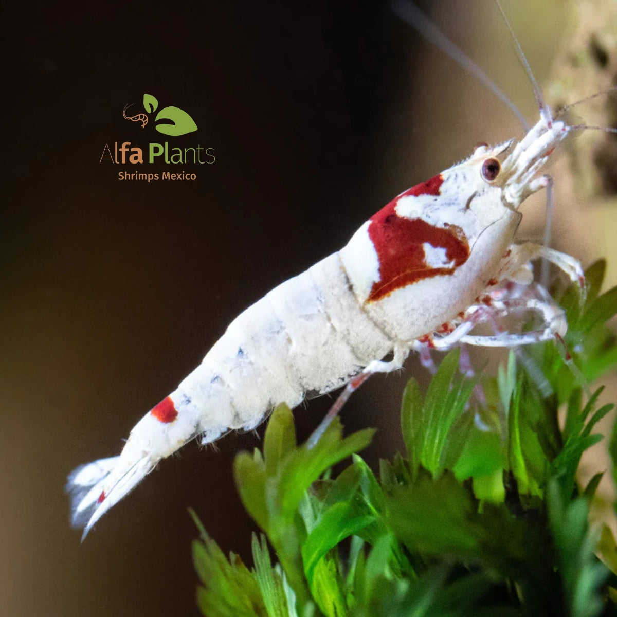 Caridina Crystal Red SSS – Alfa Plants Shrimps México