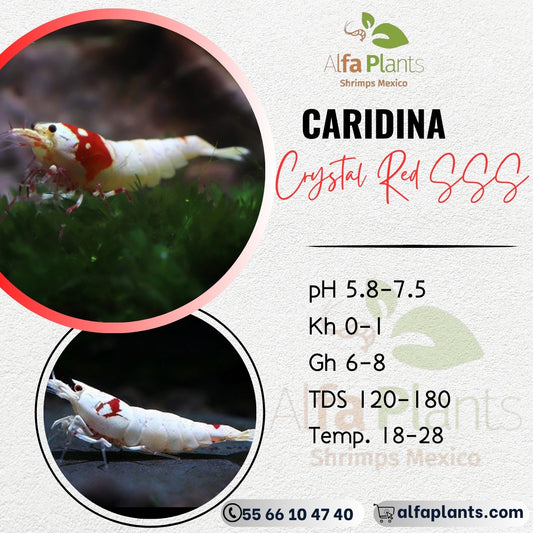 Caridina Crystal Red SSS
